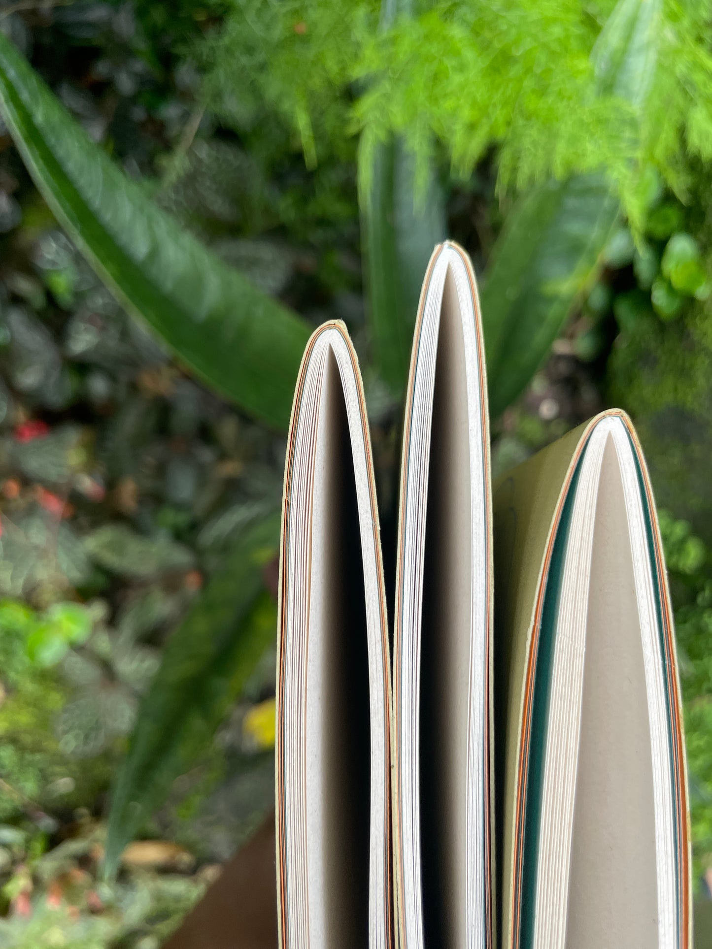 Libreta Selviflora • Oruga Emaeus y Zamia