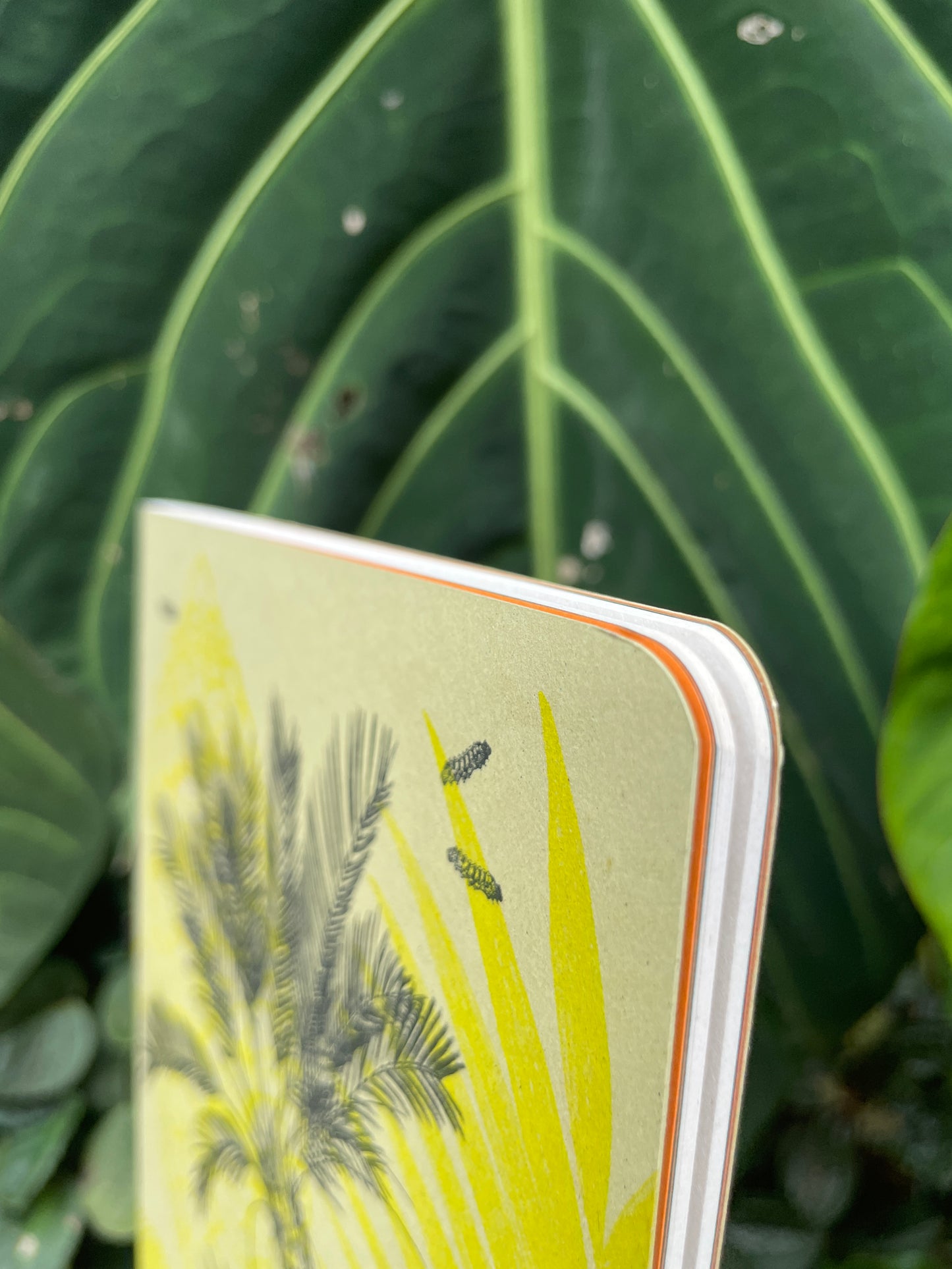 Libreta Selviflora • Oruga Emaeus y Zamia