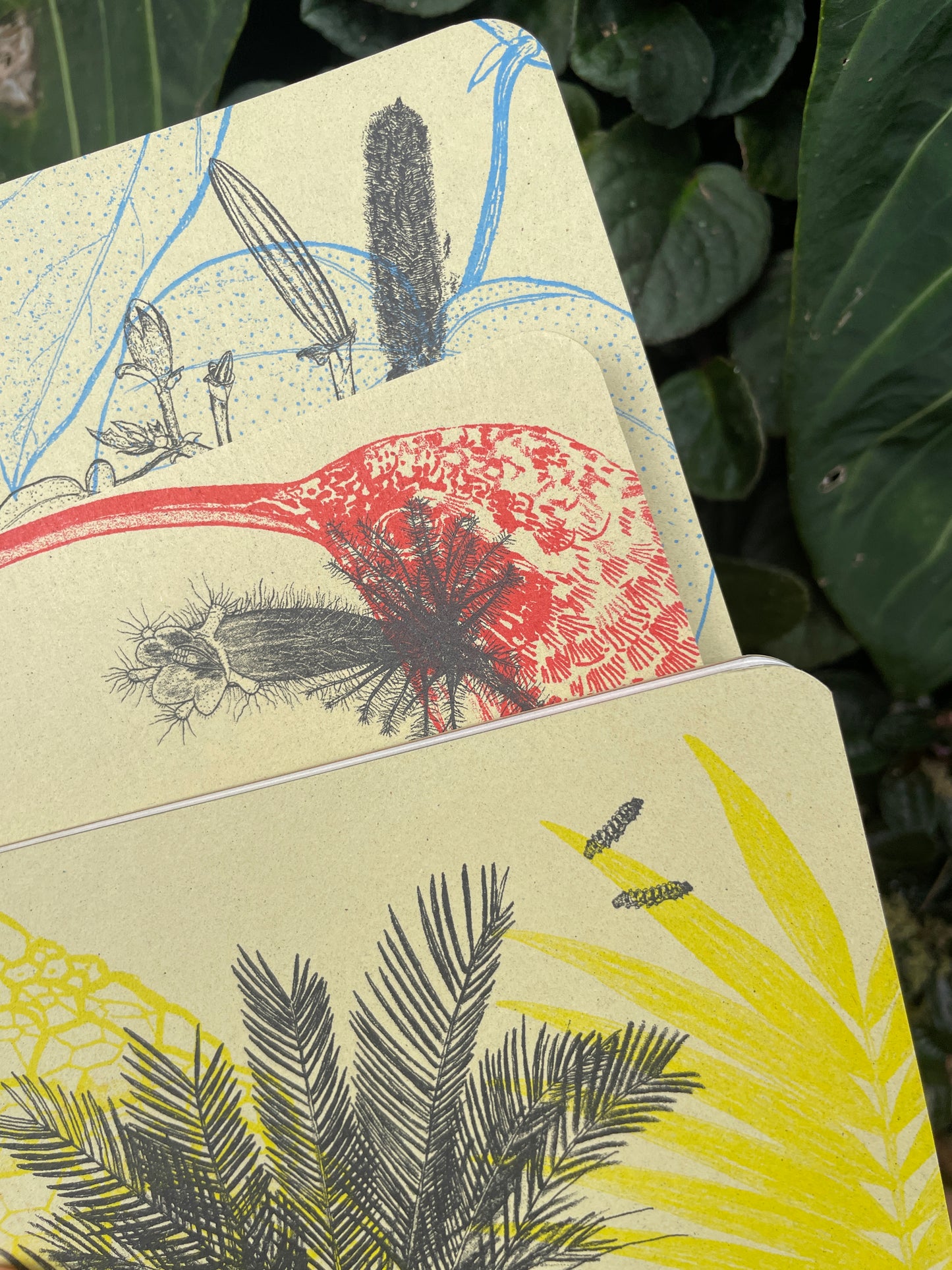 Libreta Selviflora • Balso y Perro de monte