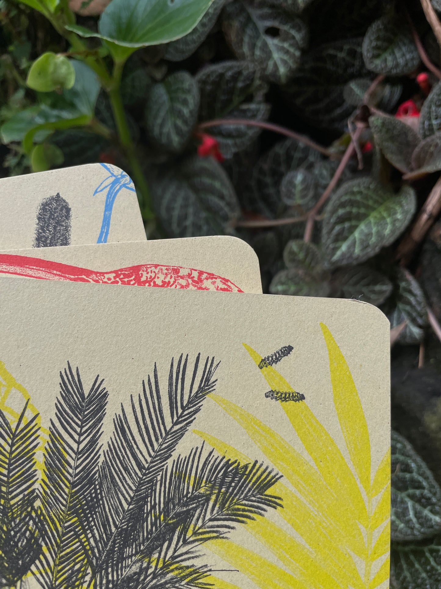 Libreta Selviflora • Oruga Emaeus y Zamia