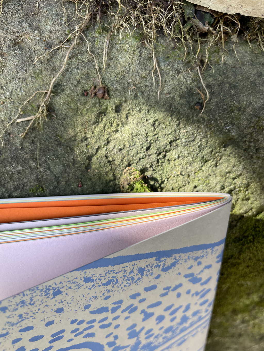 Libreta Bagre cajaro