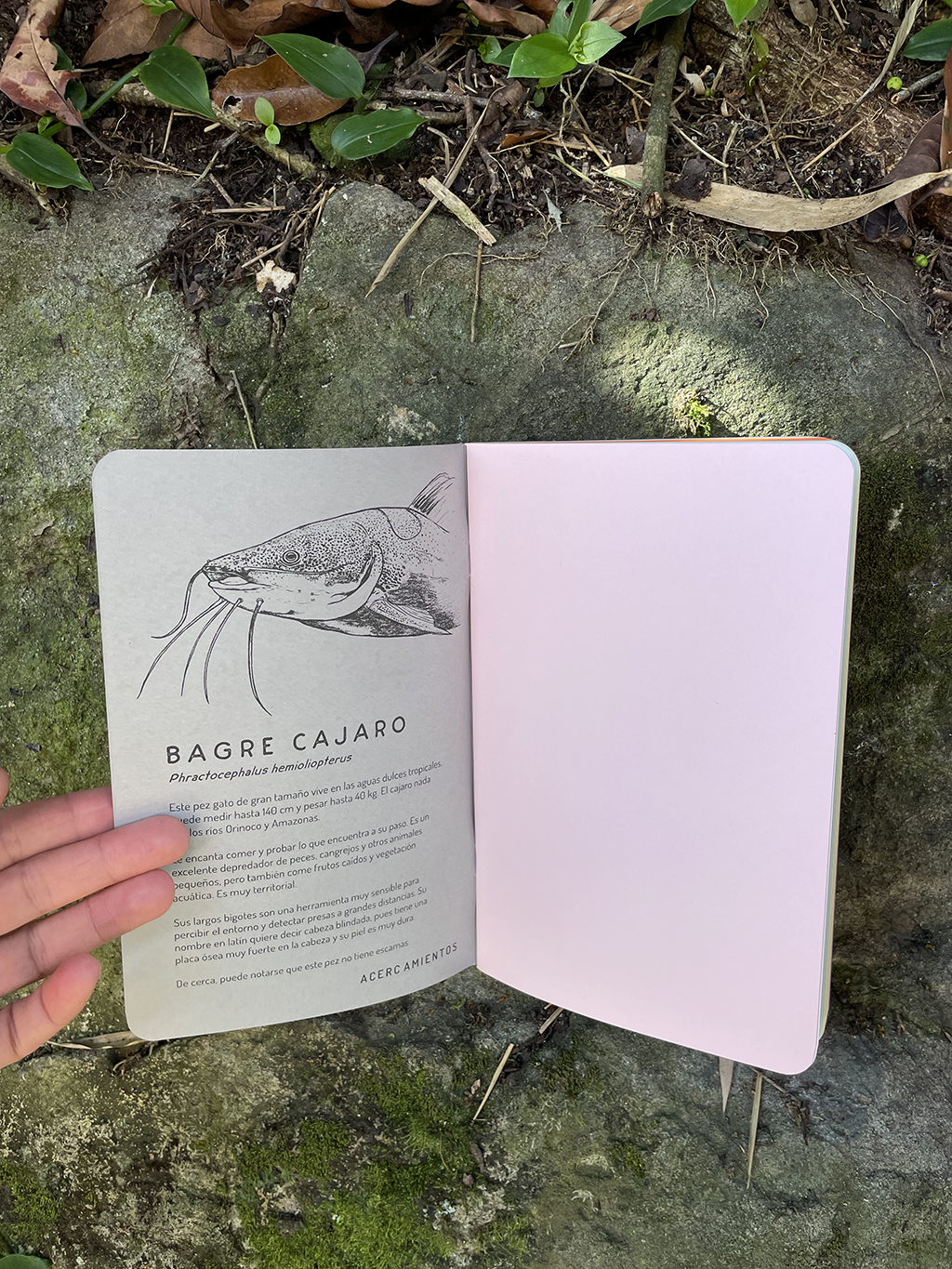 Libreta Bagre cajaro