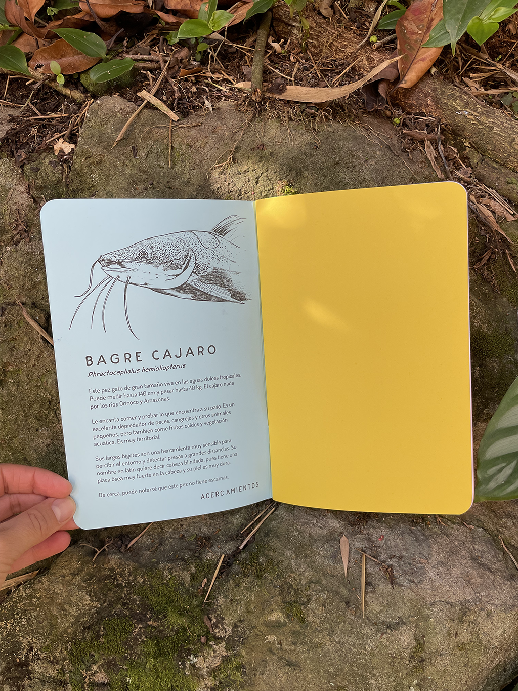 Libreta Bagre cajaro
