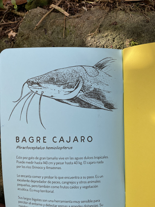 Libreta Bagre cajaro