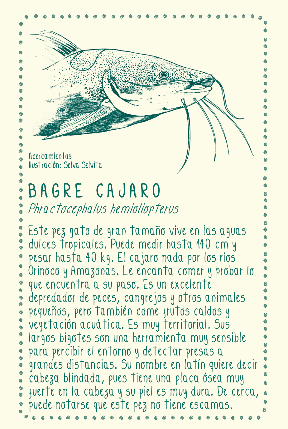 Camiseta Bagre cajaro • Brisa • Vaporosas adultos