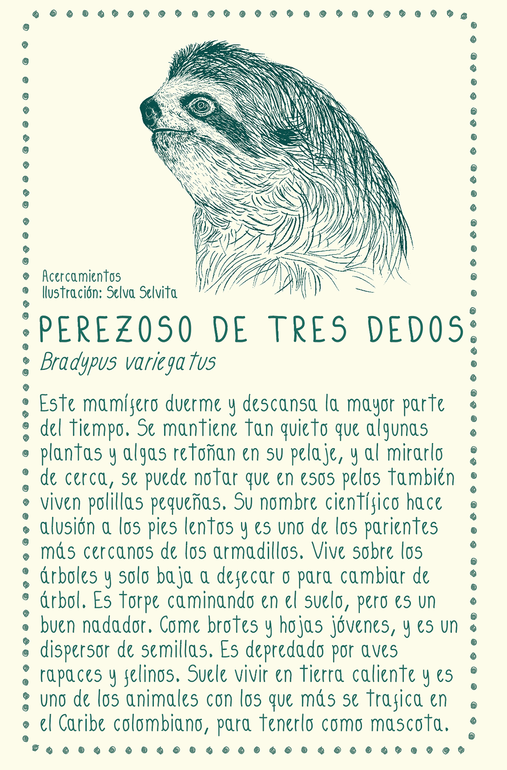 Camiseta Perezoso • Infantil • Talla 6 a talla 16