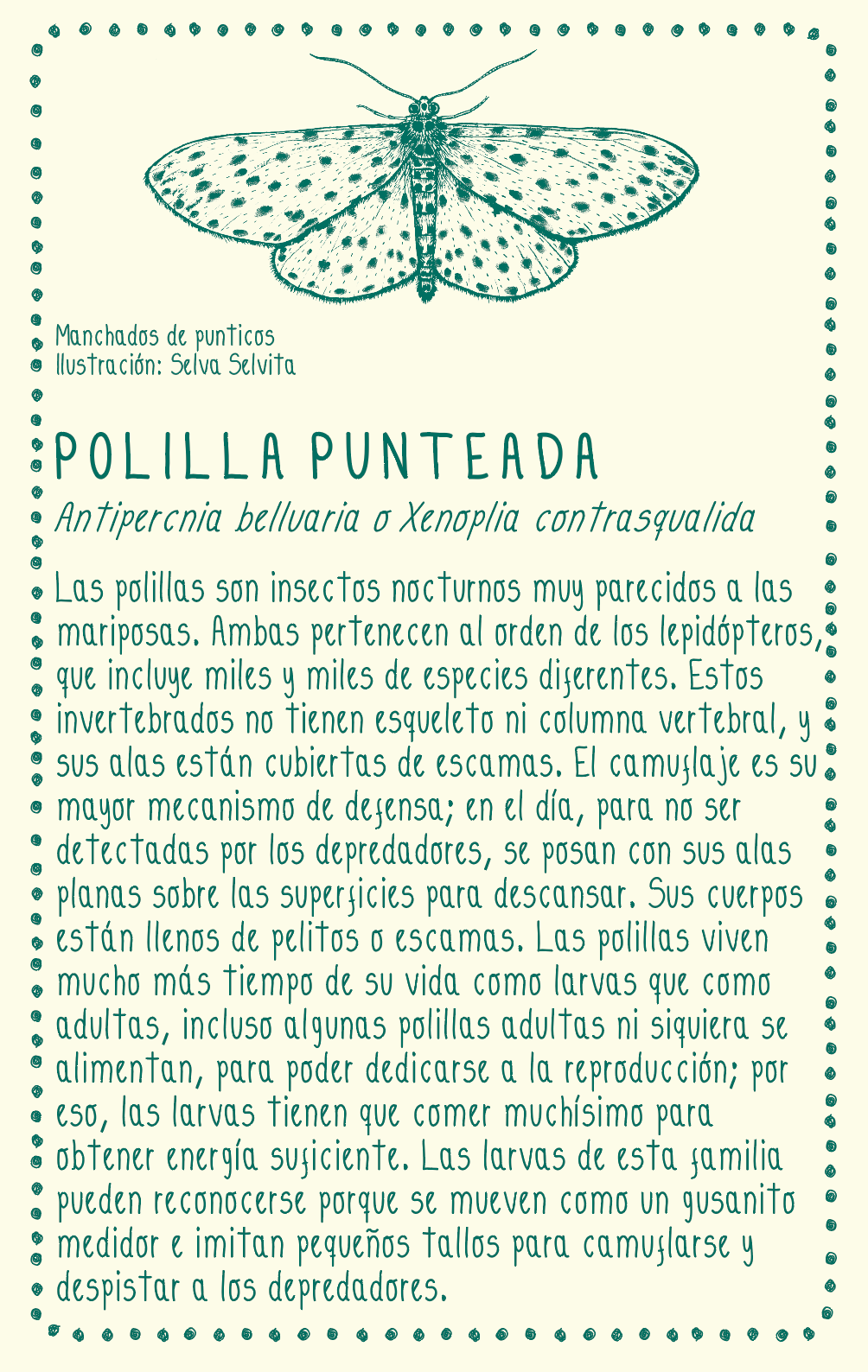 Camiseta Polilla • Armonía • Vaporosas adultos