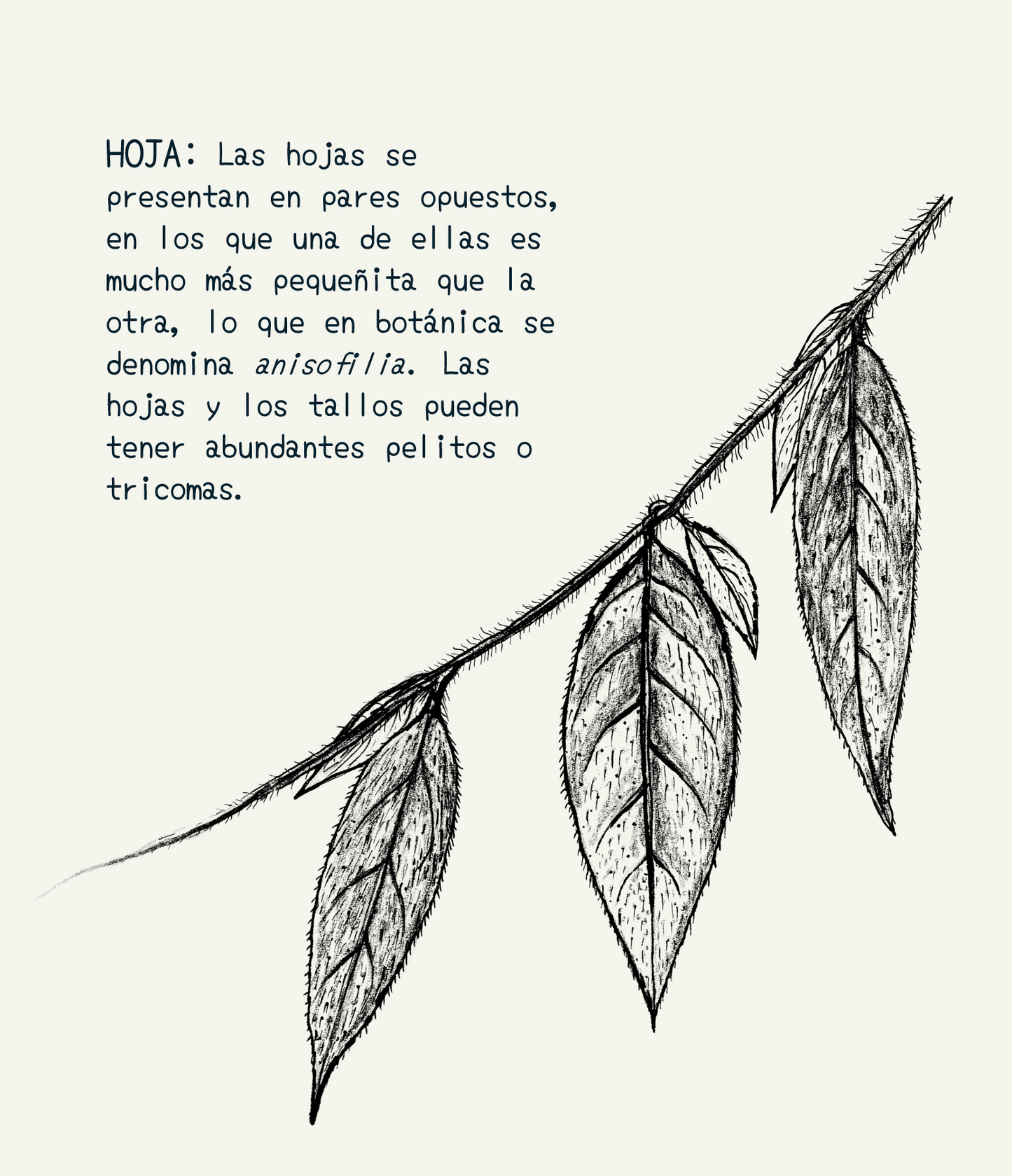 Cartuchera mediana • Selviflora - Flor peludita y colibrí ermitaño