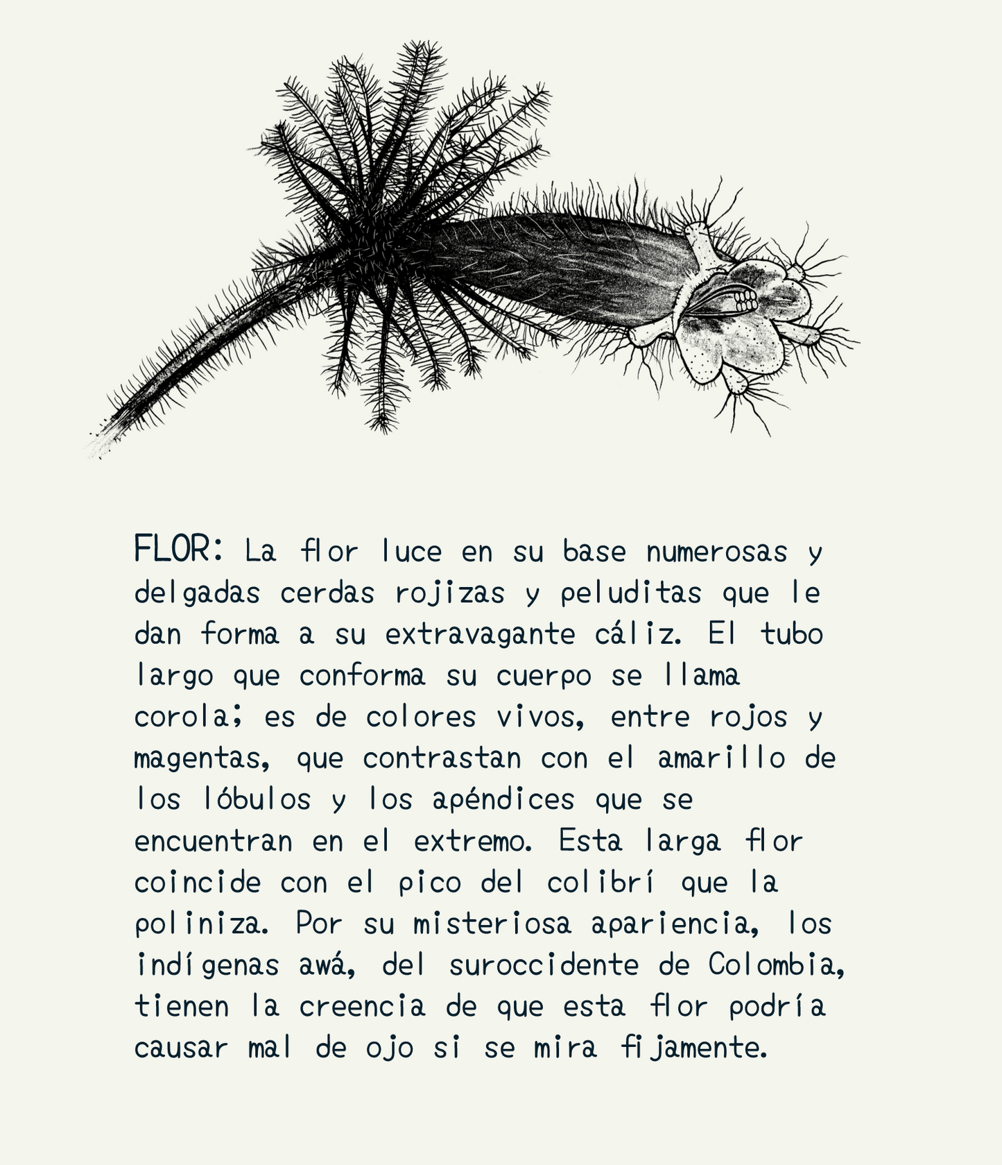 Cartuchera mediana • Selviflora - Flor peludita y colibrí ermitaño