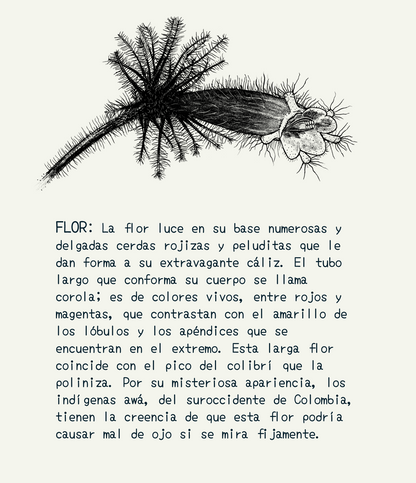 Cartuchera mediana • Selviflora - Flor peludita y colibrí ermitaño