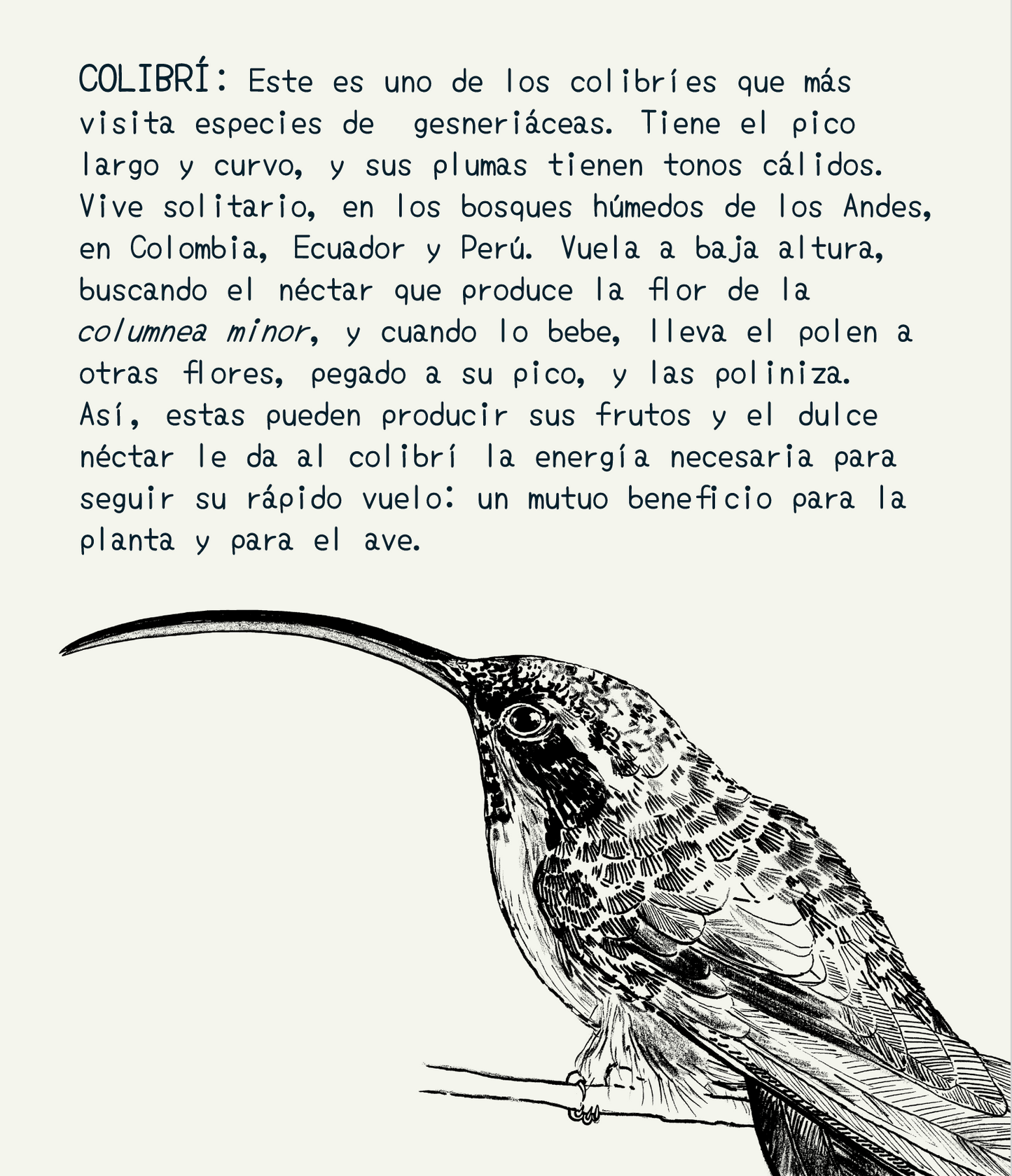 Cartuchera mediana • Selviflora - Flor peludita y colibrí ermitaño
