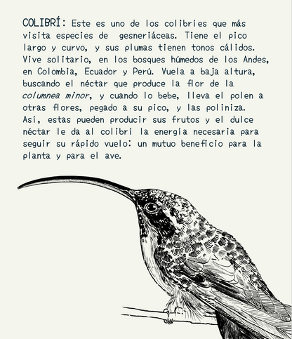 Cartuchera mediana • Selviflora - Flor peludita y colibrí ermitaño