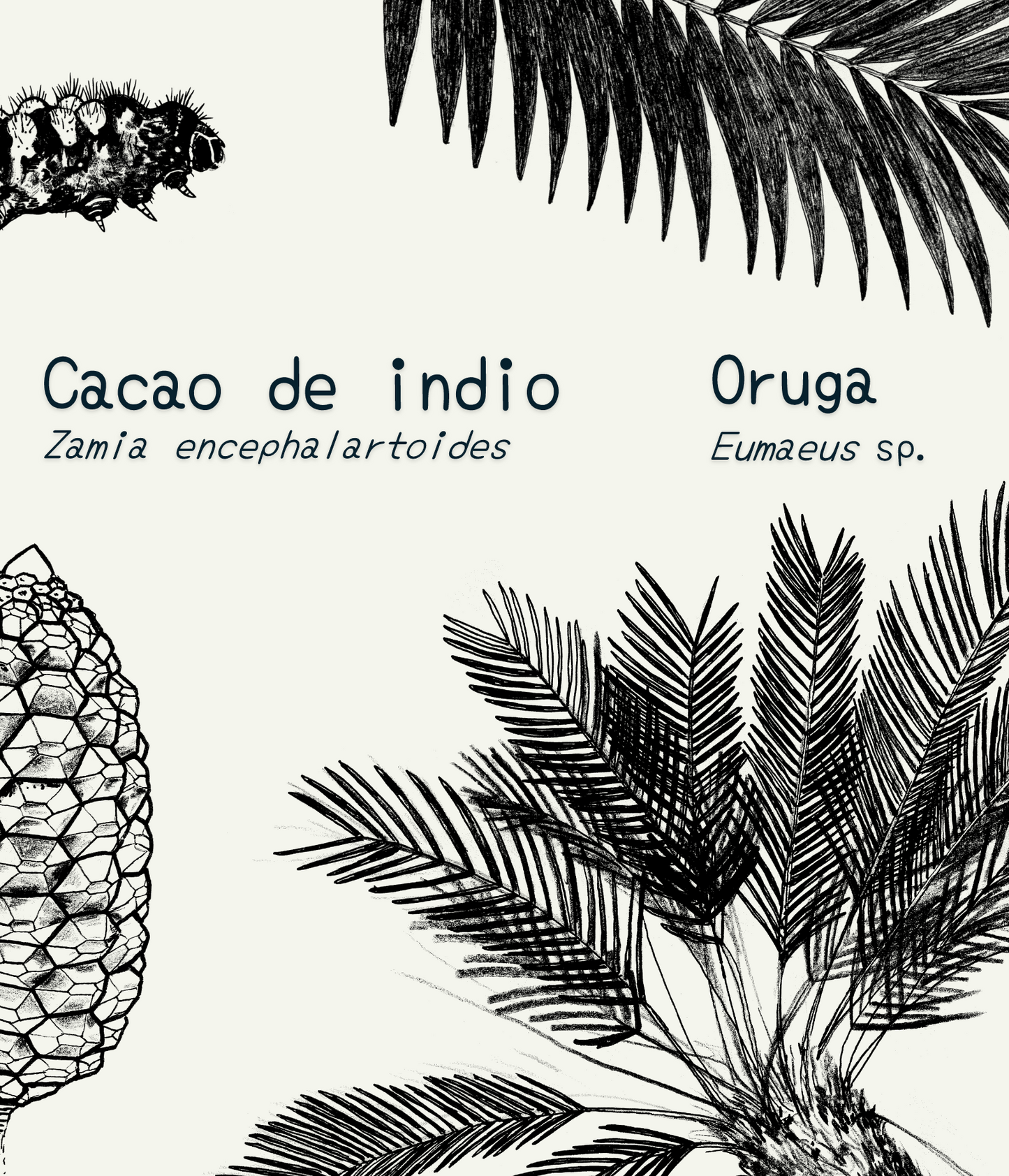 Libreta  Selviflora • Oruga Emaeus y Zamia • Roja