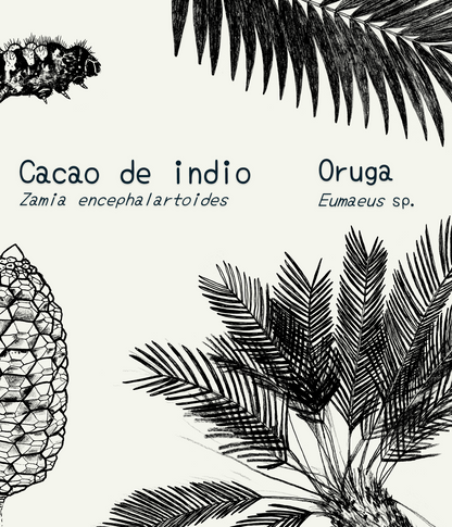 Libreta  Selviflora • Oruga Emaeus y Zamia • Roja