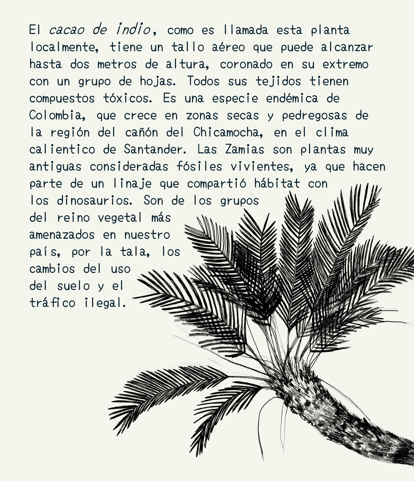 Libreta  Selviflora • Oruga Emaeus y Zamia • Roja