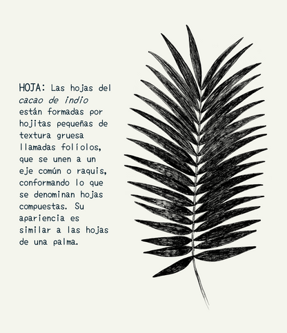Libreta  Selviflora • Oruga Emaeus y Zamia • Roja