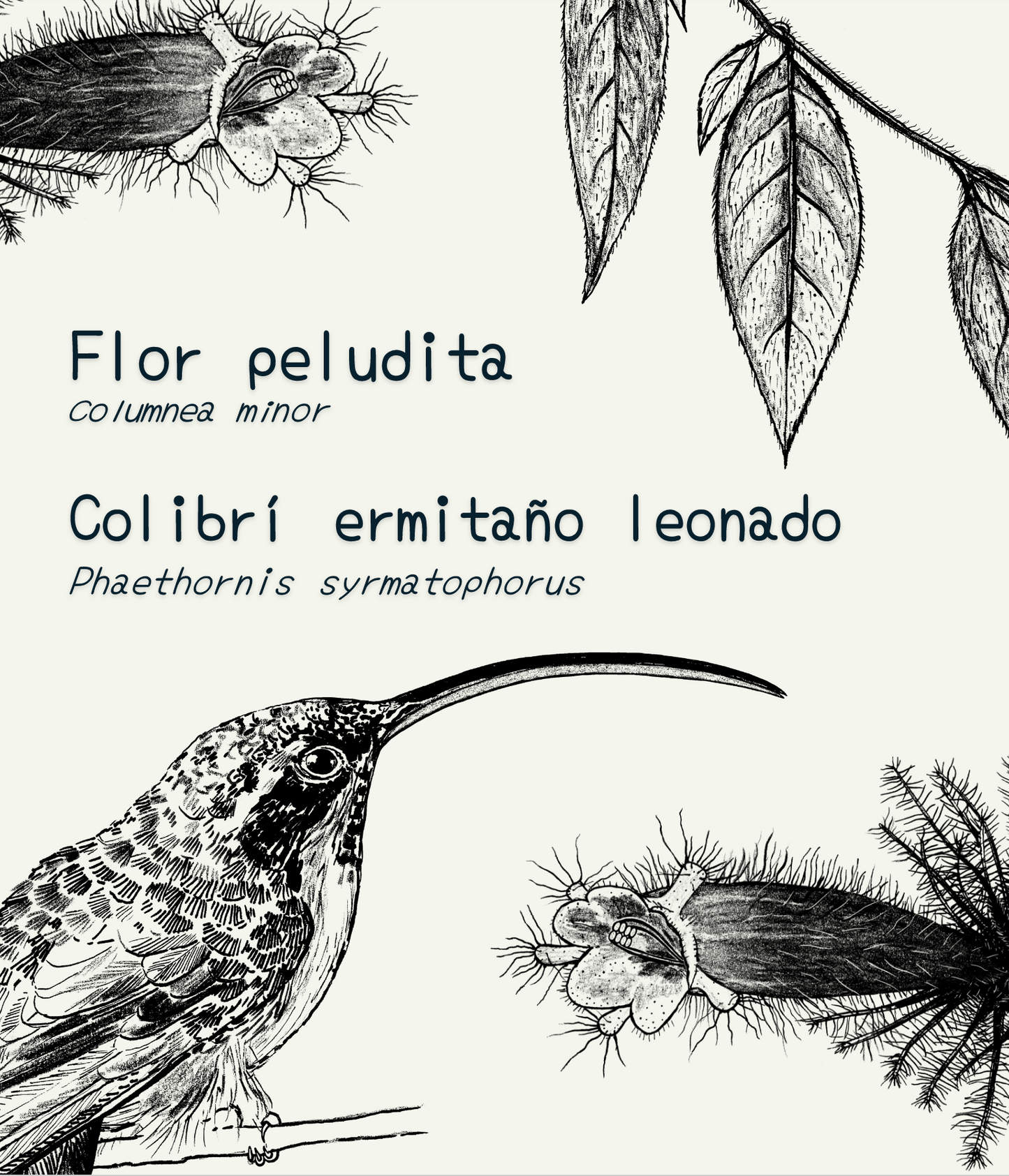 Cartuchera mediana • Selviflora - Flor peludita y colibrí ermitaño