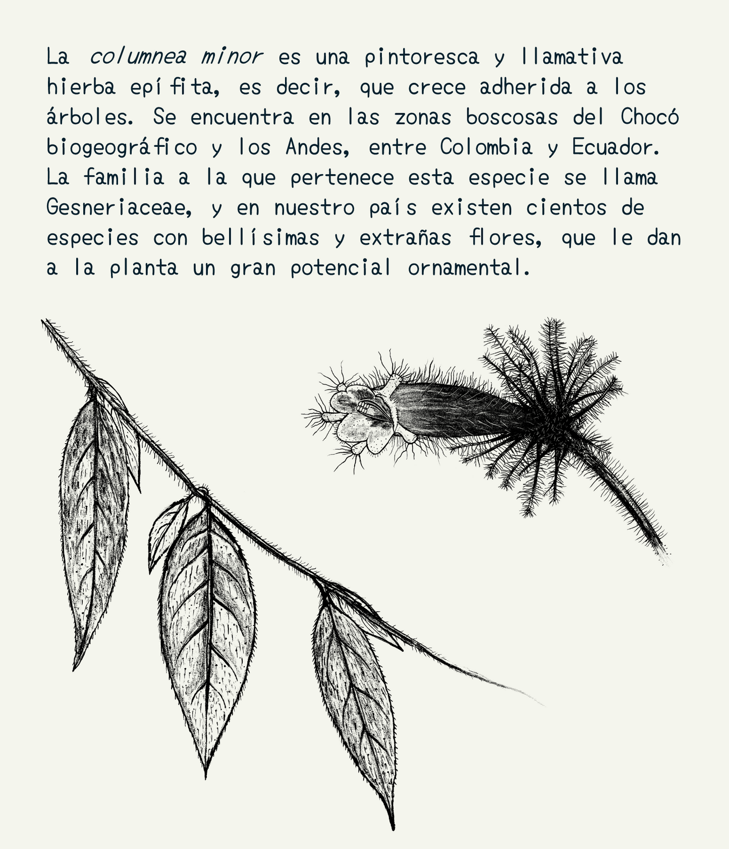 Cartuchera mediana • Selviflora - Flor peludita y colibrí ermitaño