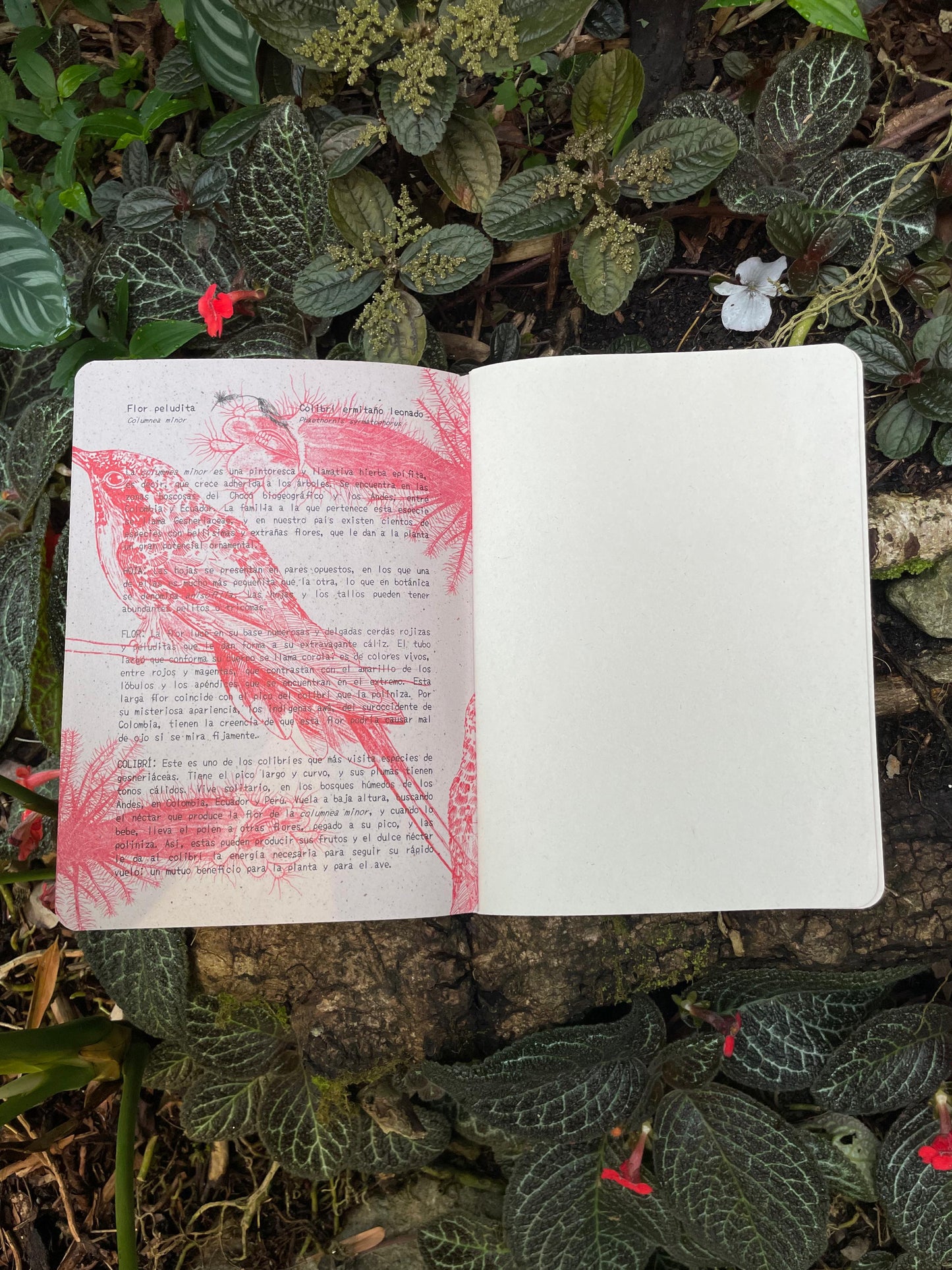 Libreta  Selviflora • Colibrí ermitaño y Flor peludita