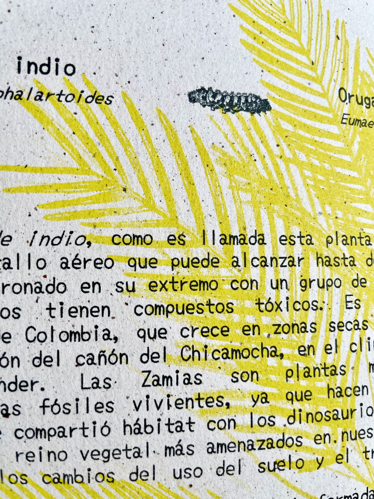 Libreta  Selviflora • Oruga Emaeus y Zamia