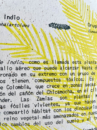 Libreta  Selviflora • Oruga Emaeus y Zamia