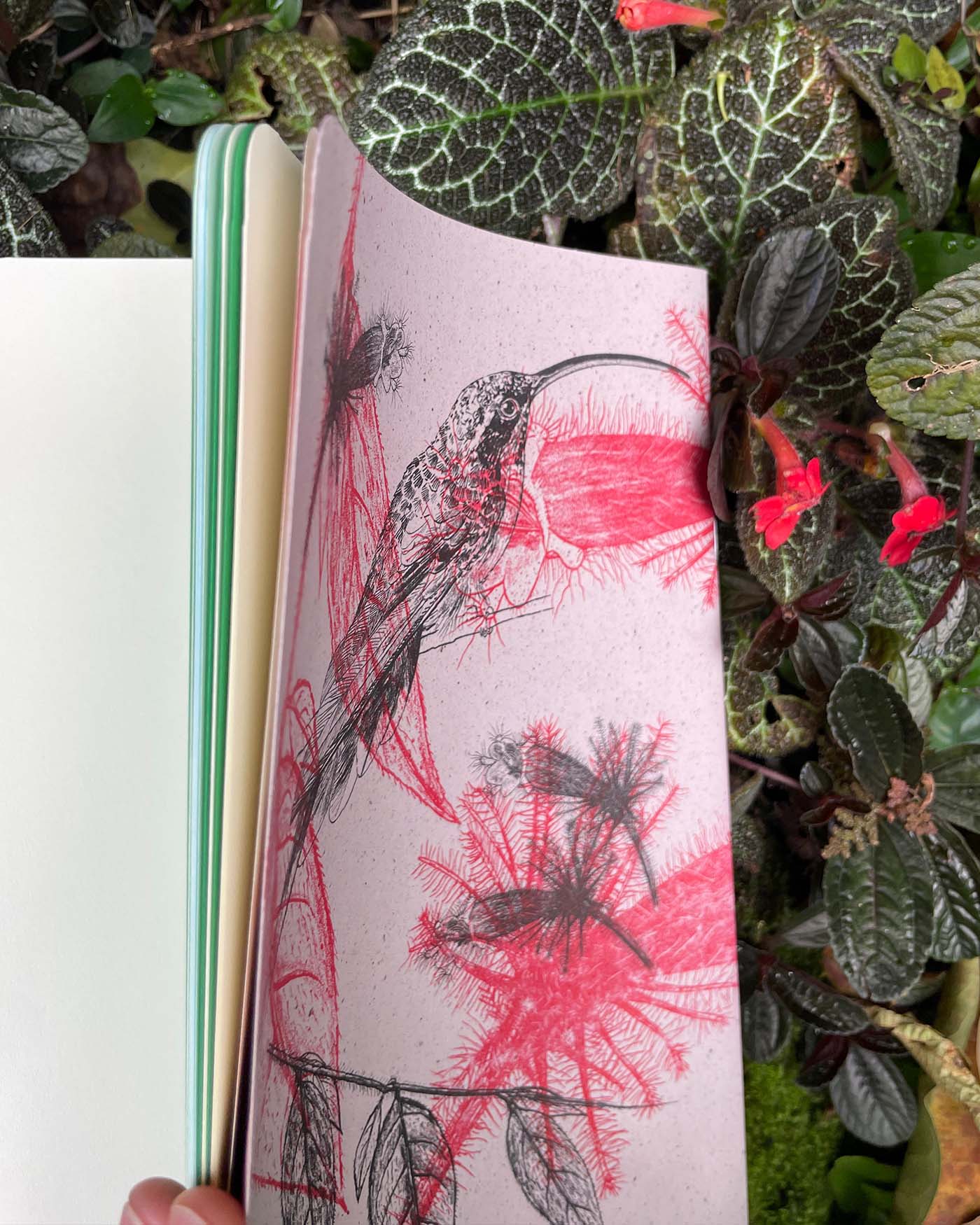 Libreta  Selviflora • Colibrí ermitaño y Flor peludita • Roja