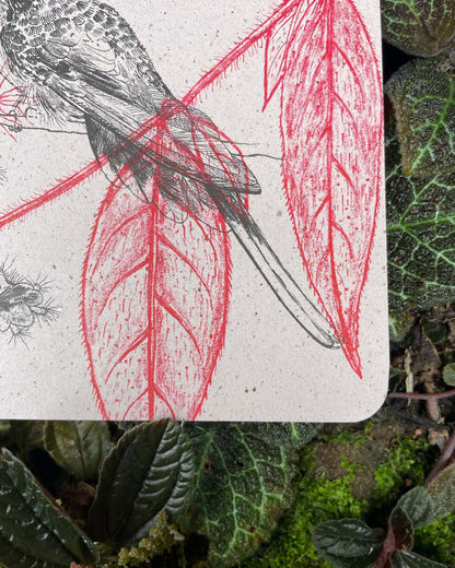 Libreta  Selviflora • Colibrí ermitaño y Flor peludita • Roja