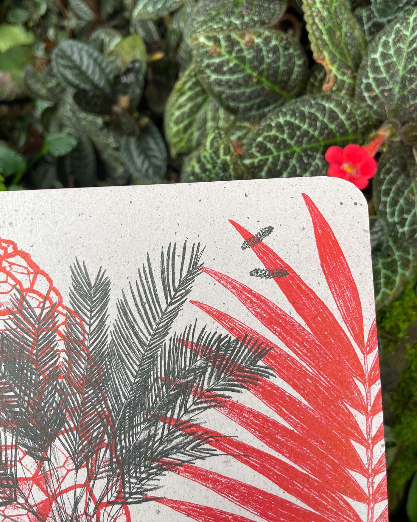 Libreta  Selviflora • Oruga Emaeus y Zamia • Roja