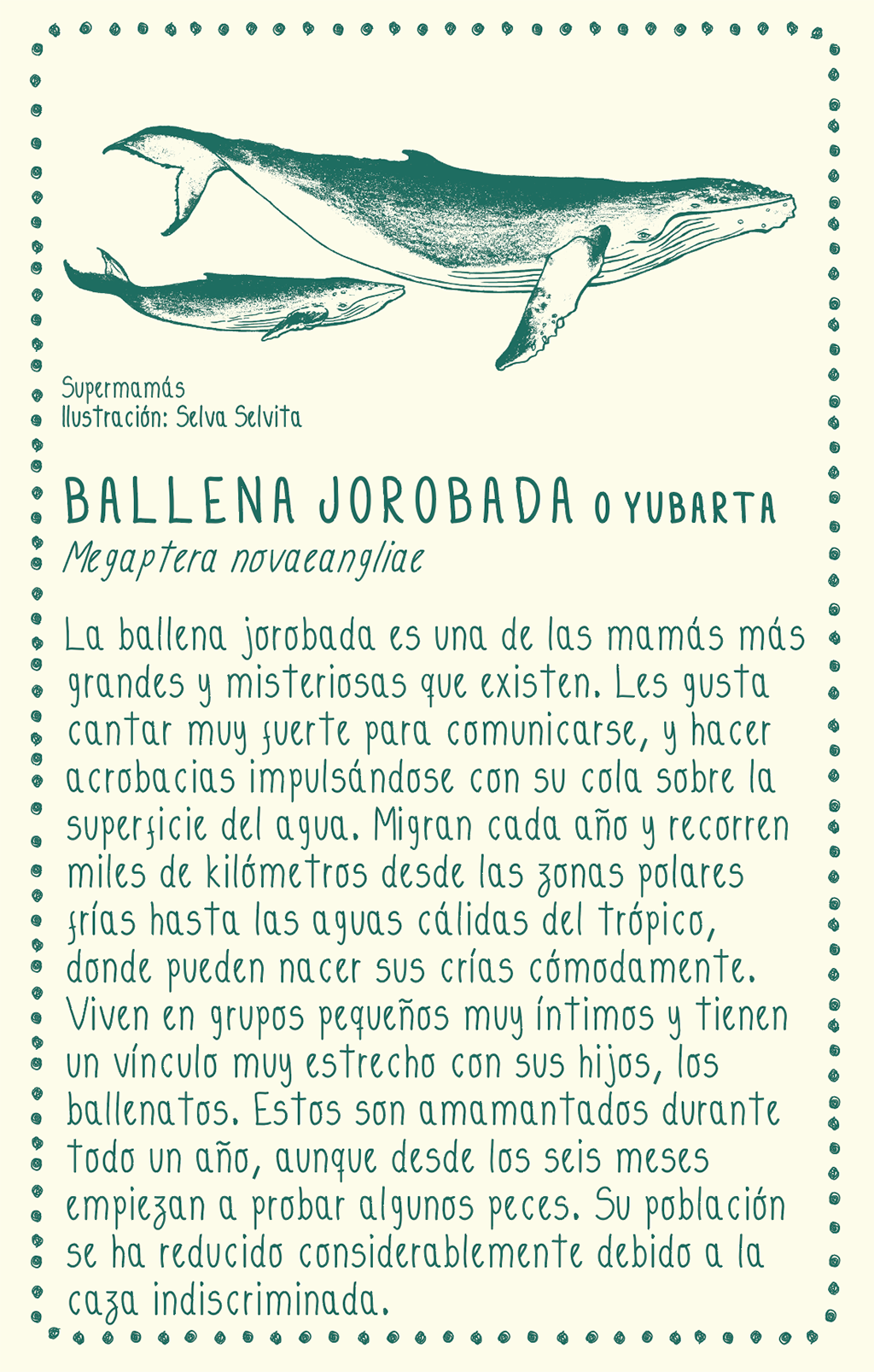 Camiseta Ballena jorobada • Clásica • Adulto