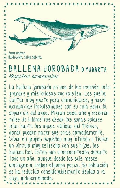 Camiseta Ballena jorobada • Clásica • Adulto