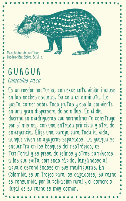 Camiseta Guagua • Larga brisa • Vaporosas adultos