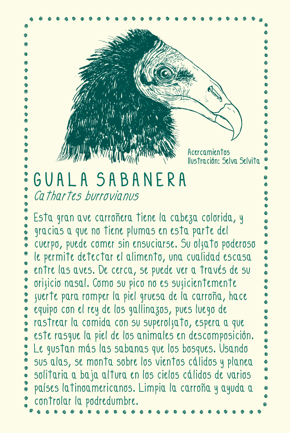 Camiseta Guala • Larga brisa • Vaporosas adultos