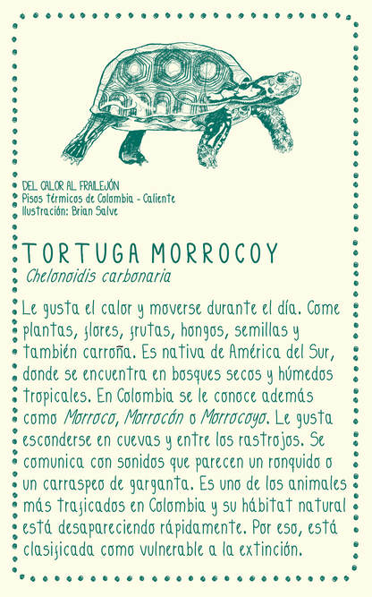 Camiseta Tortuga morrocoy • Armonía • Vaporosas adultos
